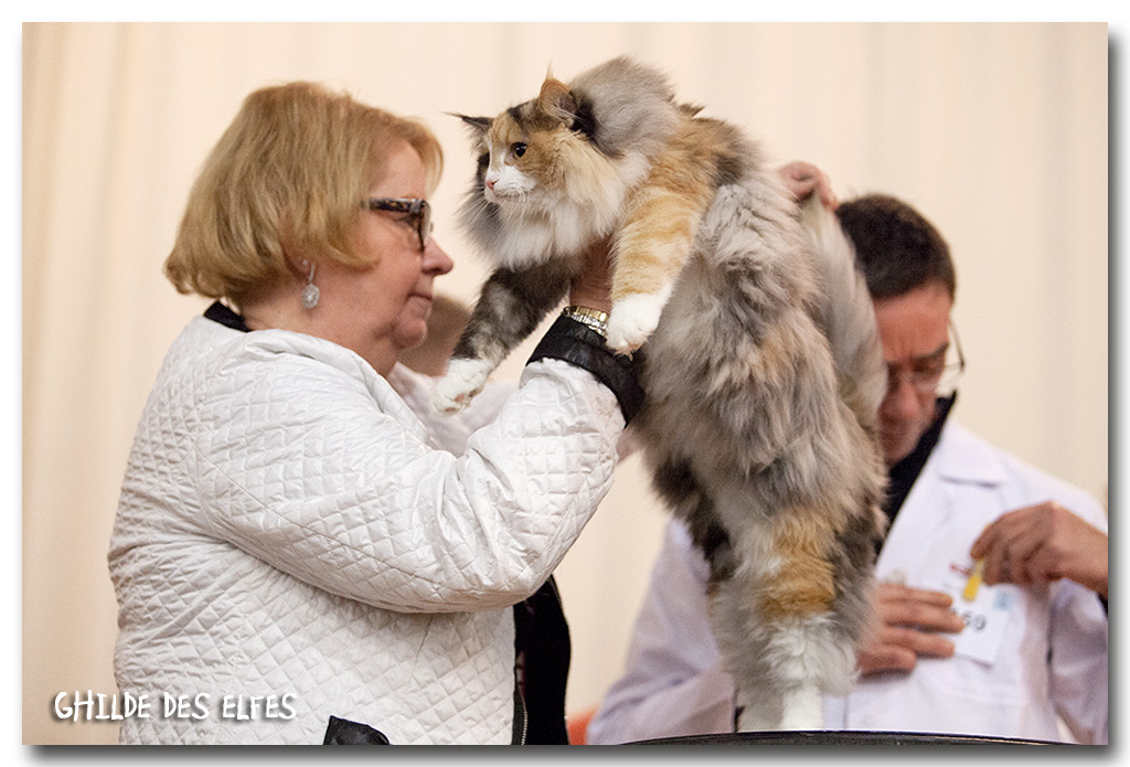 josephine1.jpg - Joséphine Baker des Graulières, chaton 7/10 mois, nominée au BIS le samedi